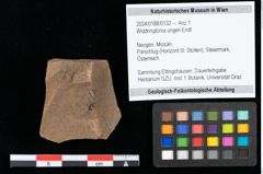 Foto (Objekt + Etikett) von Widdringtonia ungeri Endl. (NHMW-GEO-2024-0188-0132)
